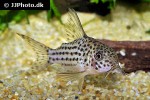 hoplisoma species c045 hoplisoma species c045