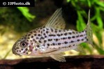 hoplisoma species c045 hoplisoma species c045