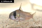 hoplisoma species c048 hoplisoma species c048