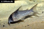 hoplisoma species c048 hoplisoma species c048