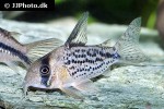 hoplisoma species c079 hoplisoma species c079
