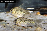 hoplisoma species c083 hoplisoma species c083