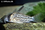 hoplisoma species c083 hoplisoma species c083
