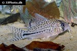 hoplisoma species c091 hoplisoma species c091