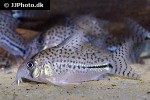 hoplisoma species c091 hoplisoma species c091