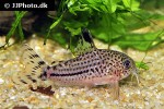 hoplisoma species c120 hoplisoma species c120