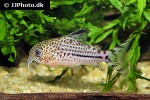 hoplisoma species c120 hoplisoma species c120