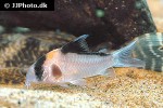 hoplisoma species c121 hoplisoma species c121