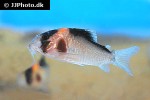 hoplisoma species c121 hoplisoma species c121