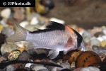 hoplisoma species c121 hoplisoma species c121