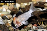 hoplisoma species c121 hoplisoma species c121