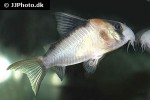hoplisoma species c121 hoplisoma species c121