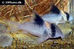 hoplisoma species c121 hoplisoma species c121