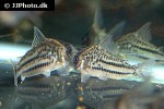 hoplisoma species c133 hoplisoma species c133