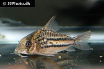 hoplisoma species c133 hoplisoma species c133