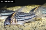 hoplisoma species c133 hoplisoma species c133