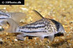 hoplisoma species c133 hoplisoma species c133