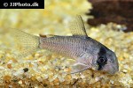 hoplisoma species c134 hoplisoma species c134