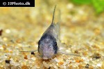 hoplisoma species c134 hoplisoma species c134