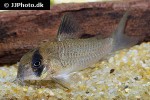 hoplisoma species c139 hoplisoma species c139