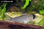 hoplisoma species c139 hoplisoma species c139