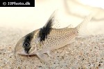 hoplisoma species c142 hoplisoma species c142