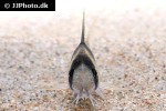 hoplisoma species c142 hoplisoma species c142
