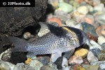 hoplisoma species c142 hoplisoma species c142