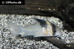 hoplisoma species c142 hoplisoma species c142