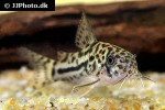 hoplisoma species c150 hoplisoma species c150