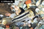 hoplisoma species cw021 hoplisoma species cw021