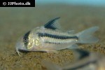 hoplisoma species cw021 hoplisoma species cw021