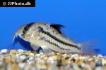 hoplisoma species cw021 hoplisoma species cw021