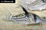 hoplisoma species cw027 hoplisoma species cw027