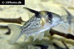 hoplisoma species cw027 hoplisoma species cw027