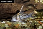 hoplisoma species cw028 hoplisoma species cw028