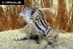 hoplisoma species cw028 hoplisoma species cw028