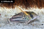 hoplisoma species cw028 hoplisoma species cw028