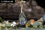 hoplisoma species cw028 hoplisoma species cw028