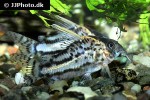 hoplisoma species cw028 hoplisoma species cw028