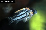 hoplisoma species cw028 hoplisoma species cw028