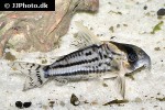 hoplisoma species cw028 hoplisoma species cw028