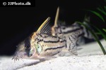 hoplisoma species cw028 hoplisoma species cw028