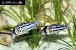 hoplisoma species cw028 hoplisoma species cw028