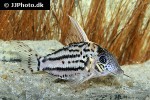 hoplisoma species cw028 hoplisoma species cw028
