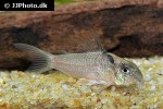 hoplisoma species cw030 hoplisoma species cw030