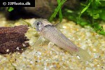 hoplisoma species cw030 hoplisoma species cw030
