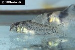 hoplisoma species cw030 hoplisoma species cw030