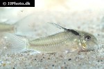 hoplisoma species cw030 hoplisoma species cw030