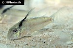 hoplisoma species cw030 hoplisoma species cw030